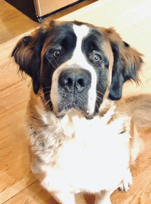 Pet of week: Joysephine
