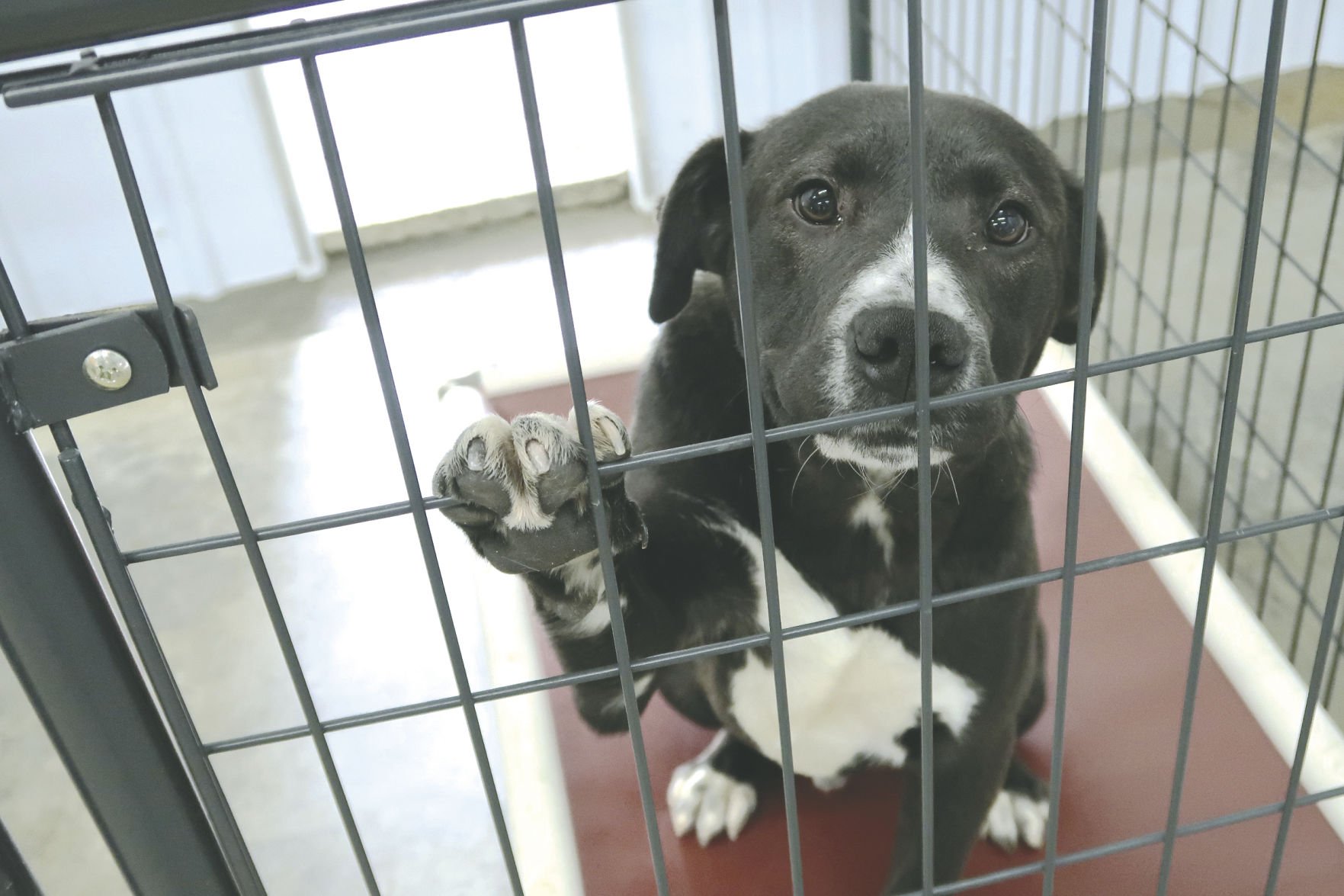 preventing overflow in animal shelters