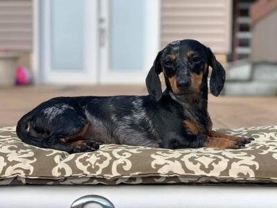 Pet of the Week: Lola