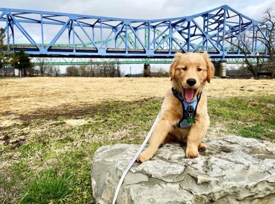 TDI Pet of the Week: Shep