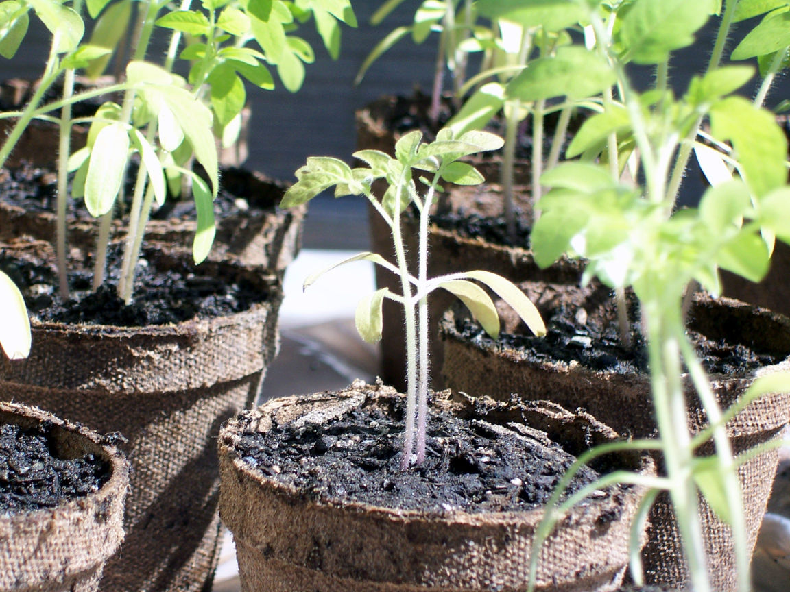 Gardening 101: Fertilizing