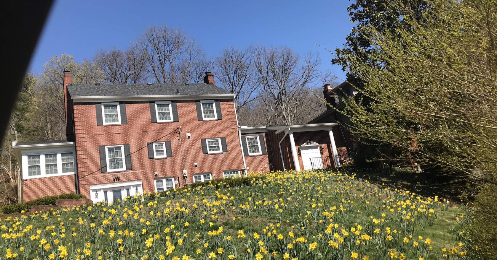Daffodil Spring-tacular coming in 2024 - Vimarsana News