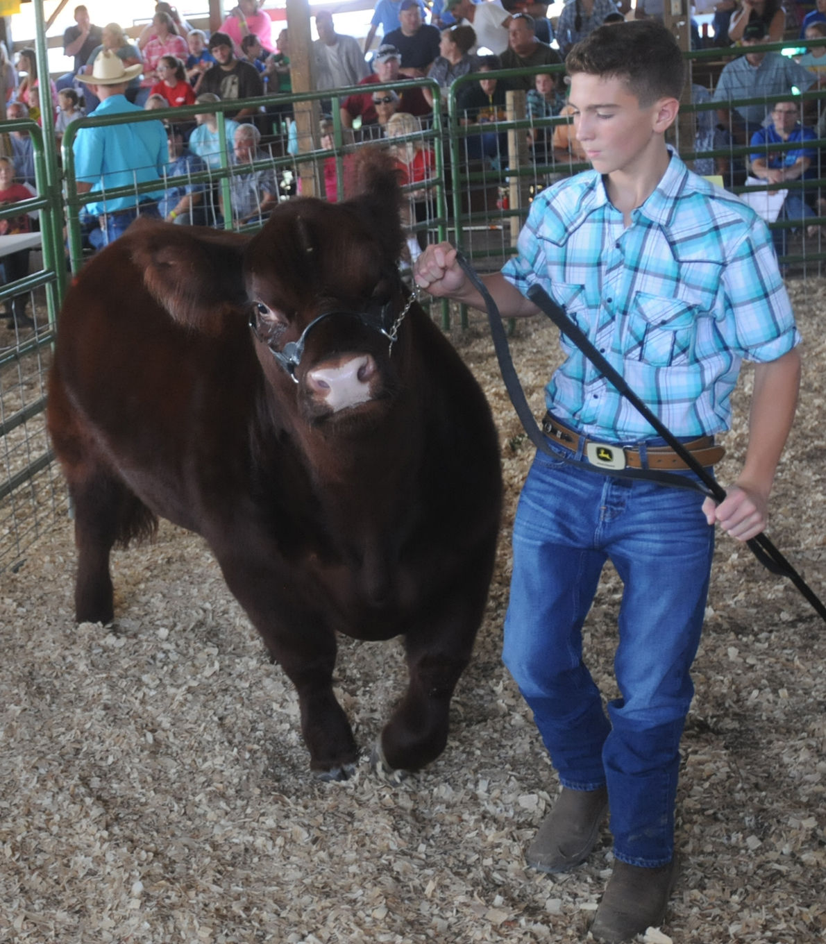 Greenup County Fair 4-H/FFA Livestock Auction | | dailyindependent.com