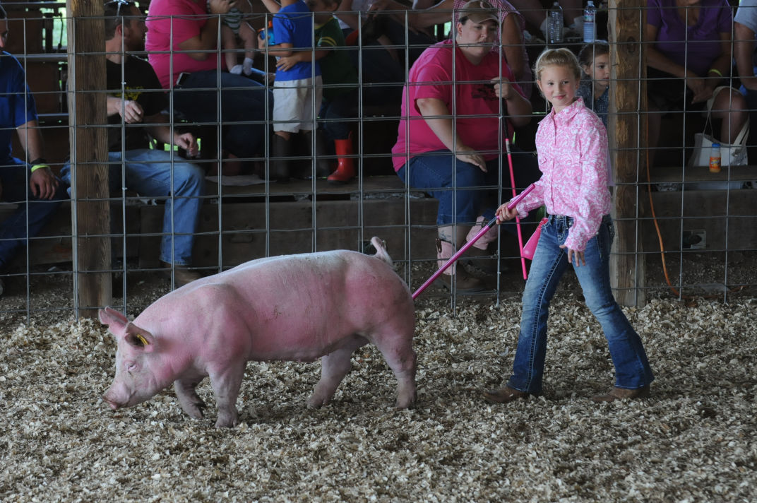 4 H And Ffa Hog And Feeder Pig Show Community Dailyindependent Com