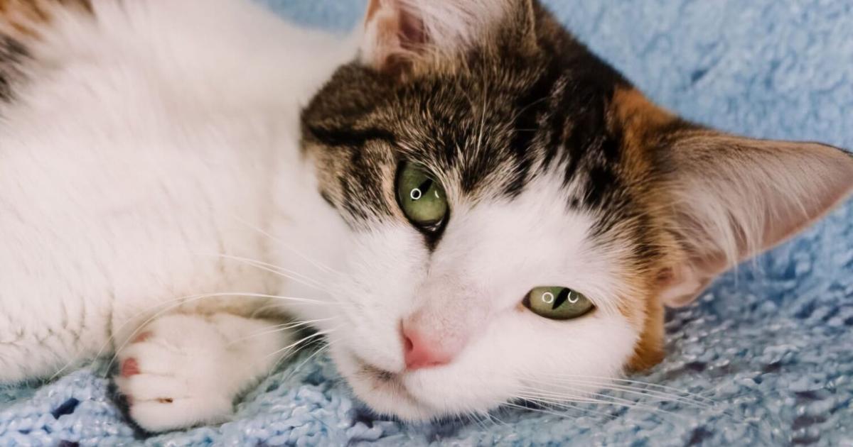 Going to bat for cats: AARF asks for help in launching spay and neuter program