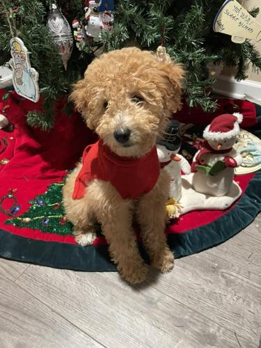 Pet of the Week: Luna