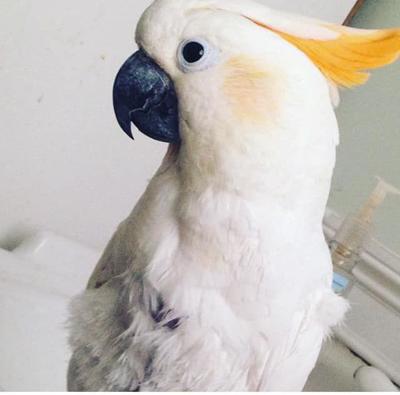 Pet of the Week: Jamie