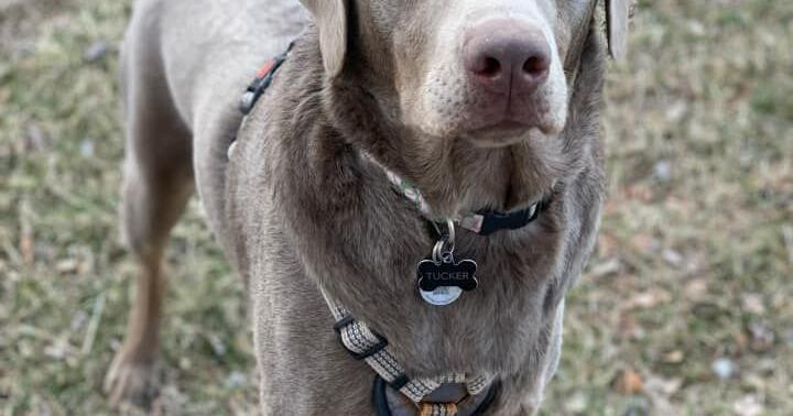 Pet of the Week: Tucker - Vimarsana News