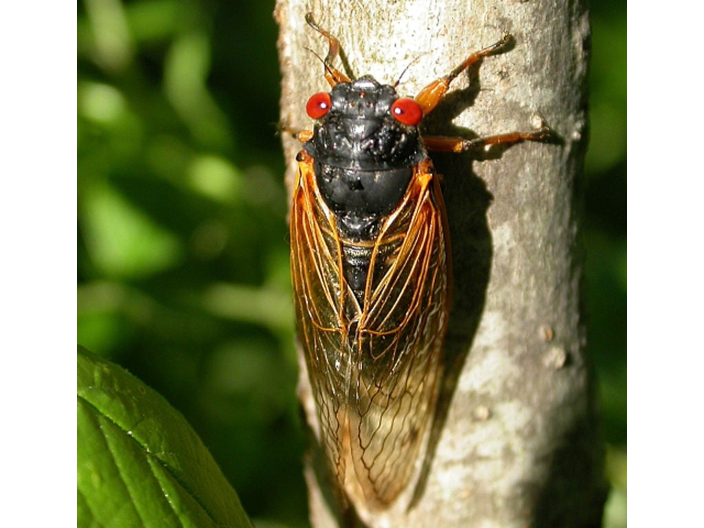 The Queen of the Cicadas by V. Castro