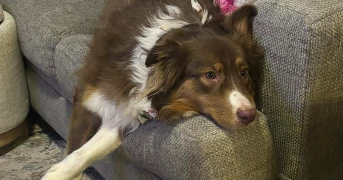 Pet of the Week: Lola