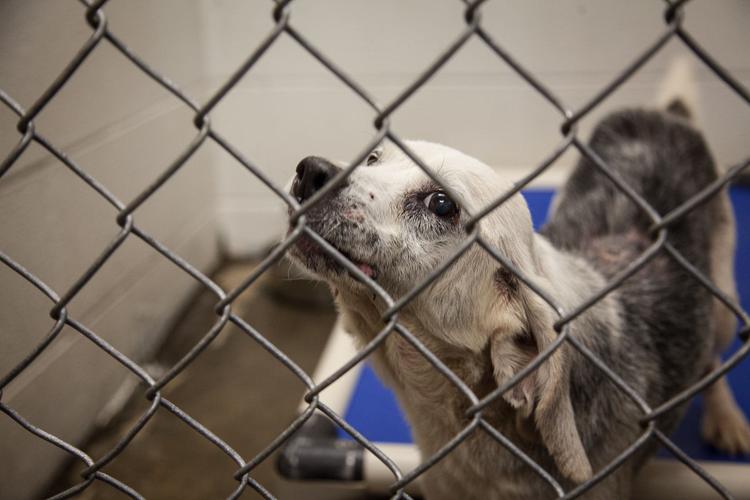 Boyd County to break ground on new animal shelter this week | News |  