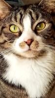 Pet of the Week: Oscar