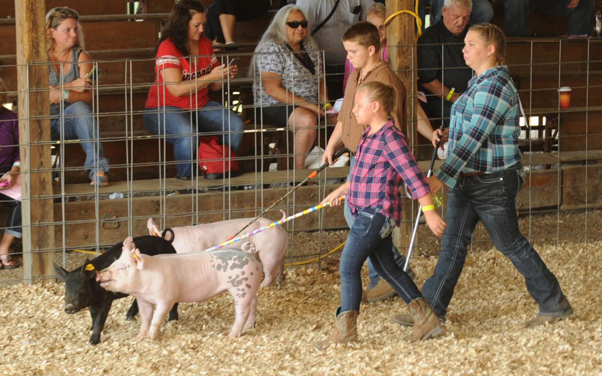 Greenup County Fair brings out crowd News