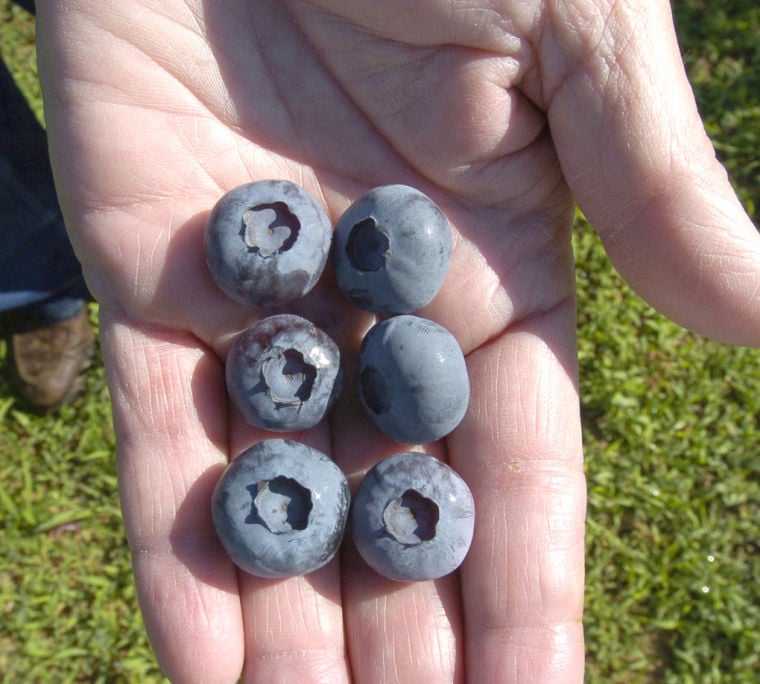 Blueberry bonanza Local News