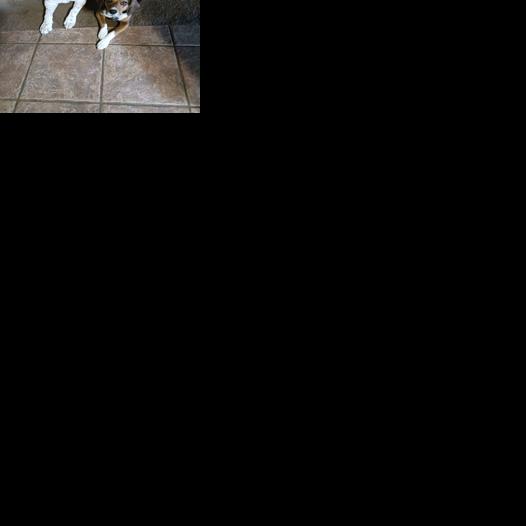 Happy ending when dogs find their way home | News