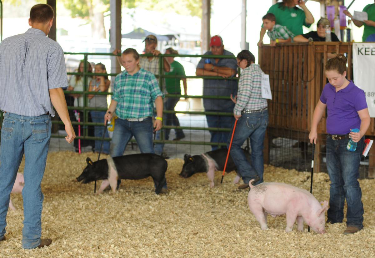 Greenup County Fair brings out crowd News