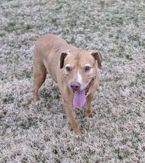 Pet of Week: Cheryl
