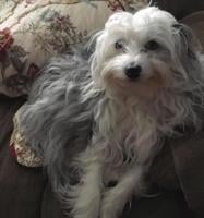 Pet of the Week: Frankie Girl