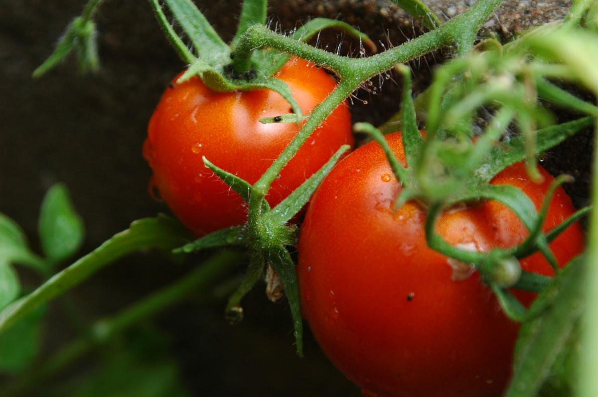 Gardening 101: Tomatoes