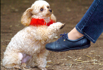Sit! Roll over! Two-step! | Local News | dailyindependent.com
