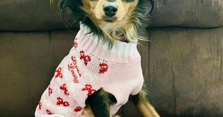 Pet of the Week: Daphne