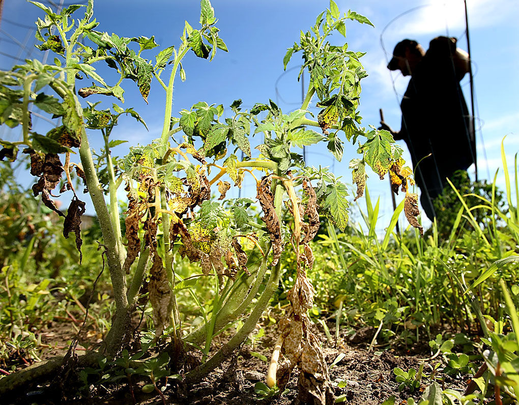 Gardening 101: Blight
