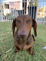 Pet of the Week: Hank