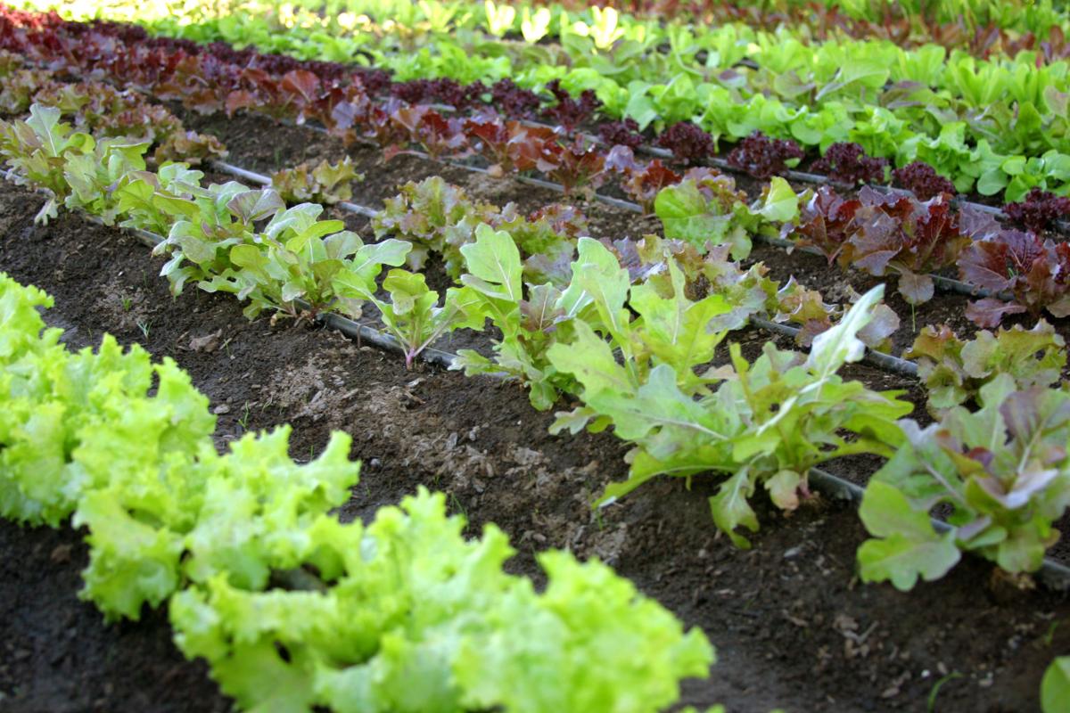 Gardening 101: Garden Size