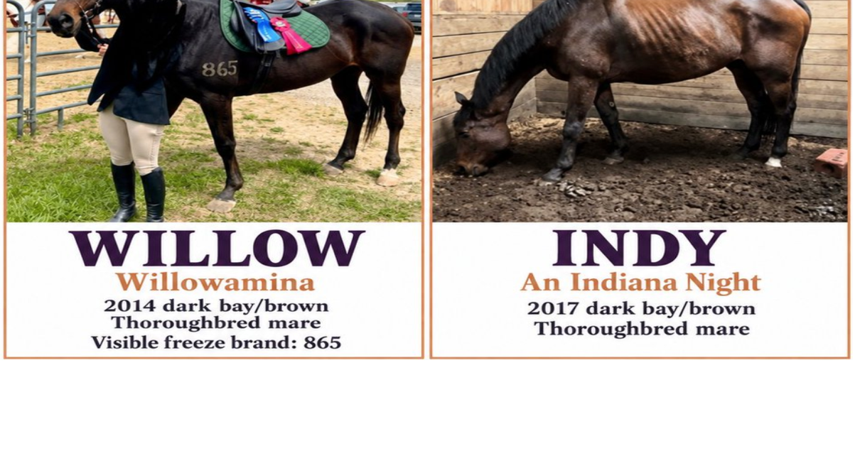 Horse farm owner arrested, horses still missing