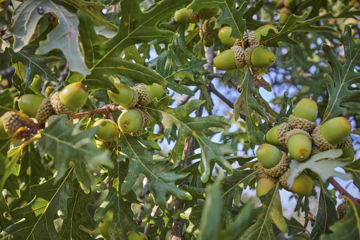 Acorns dropping more: Oak, hickory, walnut trees have mast year