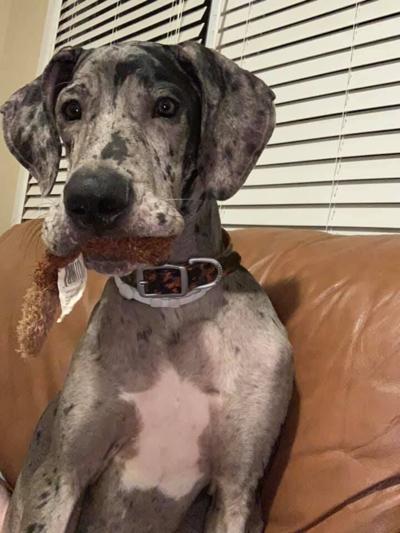 Pet of the Week: Hank