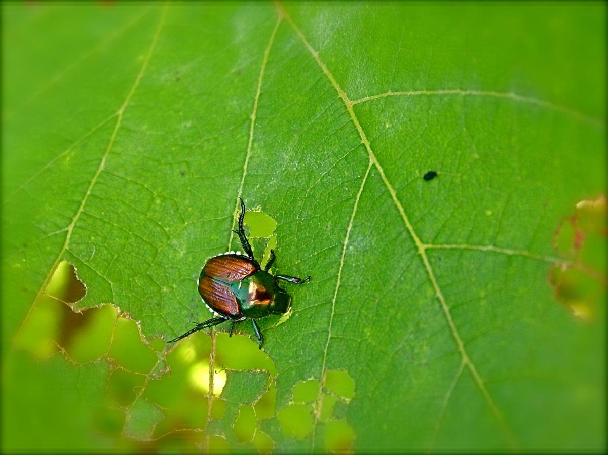 Gardening 101: Garden pests