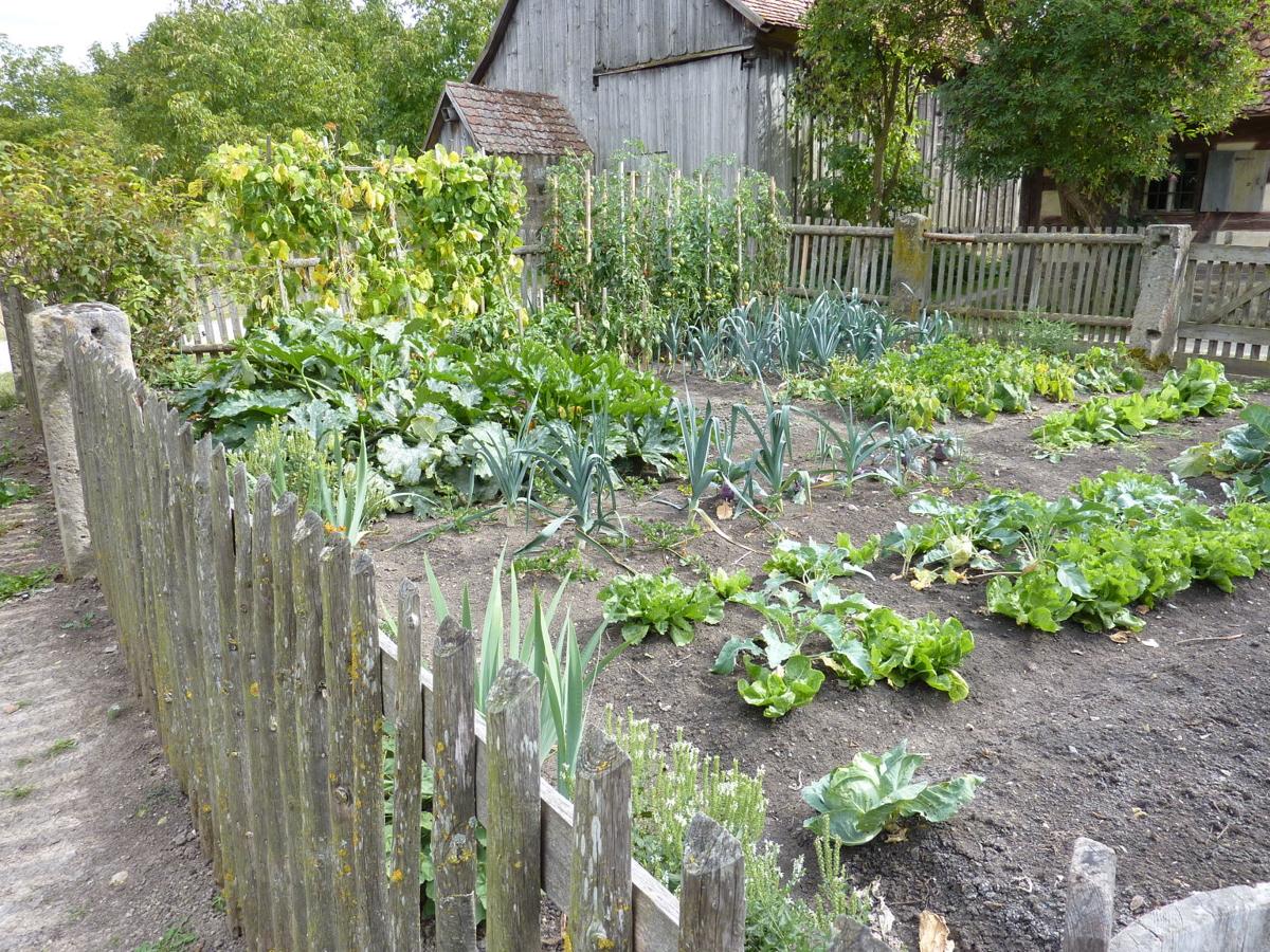 Gardening 101: Starting your garden