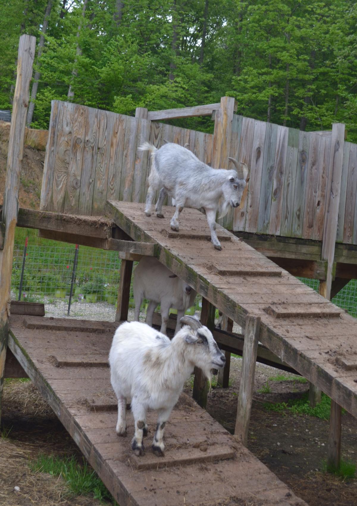 Pumpkin lessons at Imel’s Greenhouse News