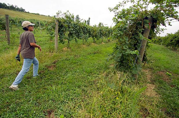 Carter Community Approves Winery Local News Dailyindependent Com