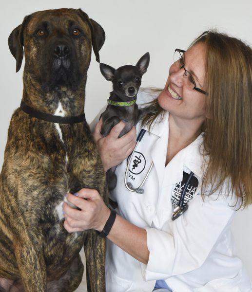 Companion Animal Hospital veterinarian sole owner of business