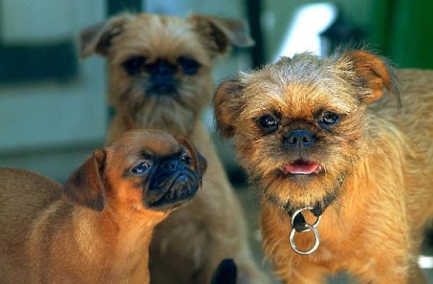 chocolate brussels griffon