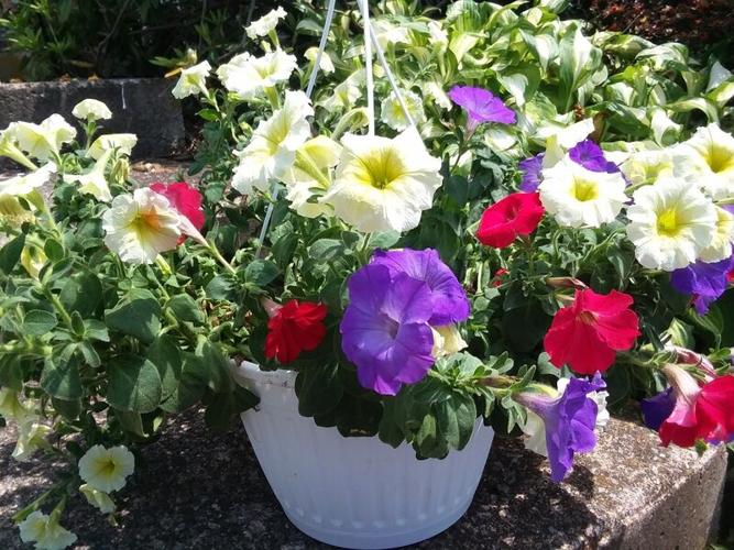 Flowers can brighten day, freshen space Lifestyles