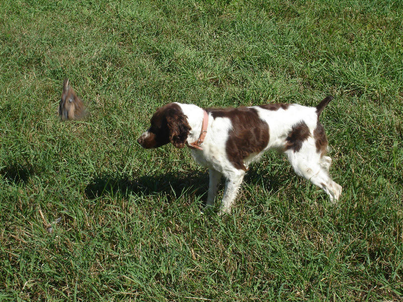 field training brittany spaniel