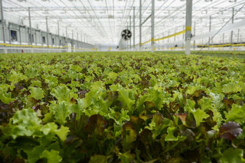 BrightFarms Growing Again | Snyder County | Dailyitem.com