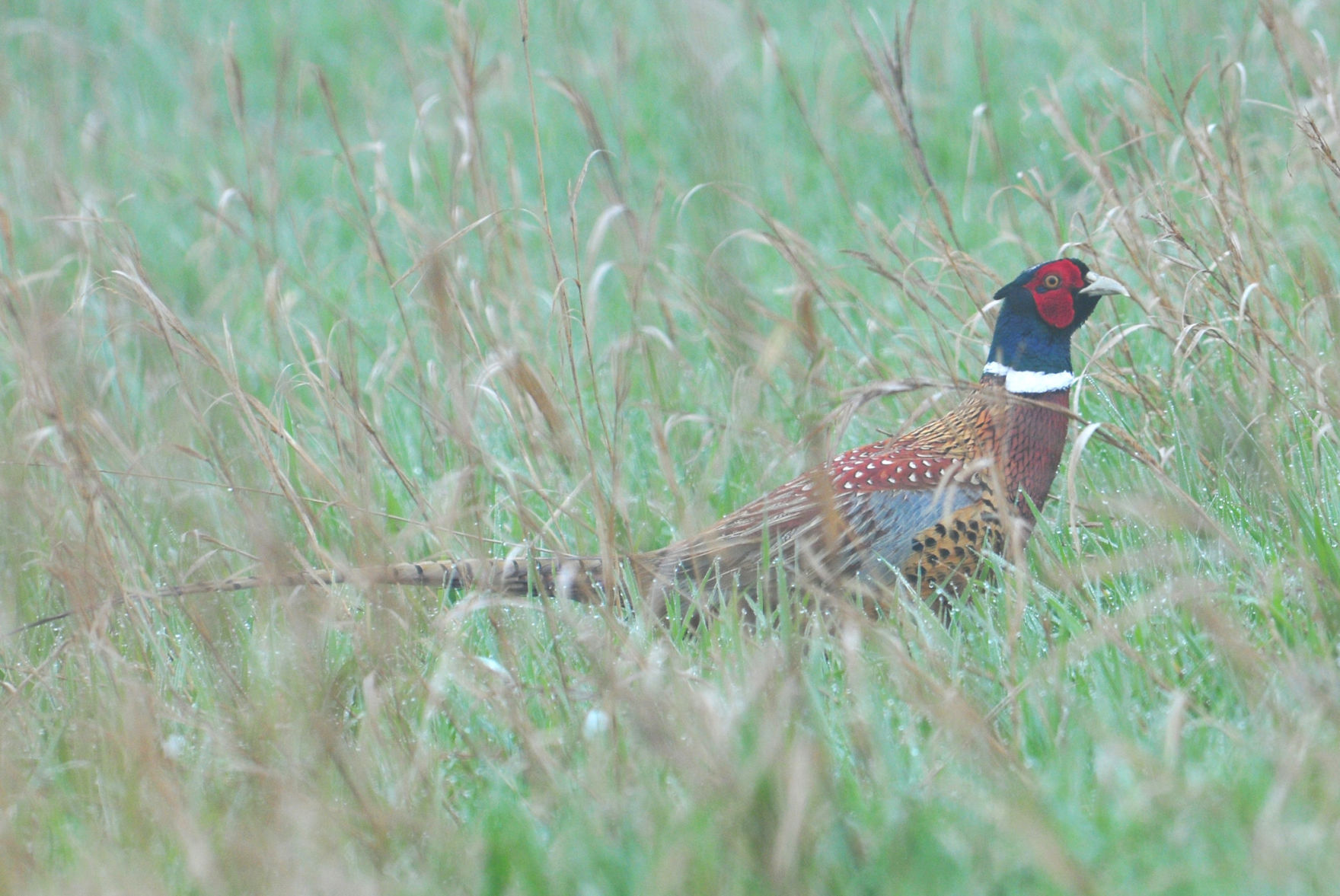 Deadline looms for special PA youth pheasant hunt applications