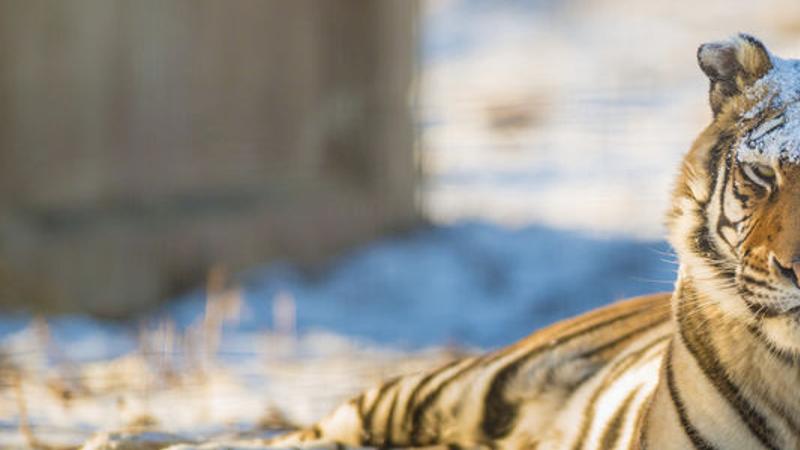 T D S Cats Of The World Are Hunting For Summer Weather Local News Dailyitem Com