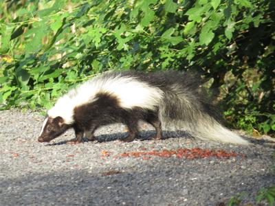 Skunks can lose their stripes—and now we might know why