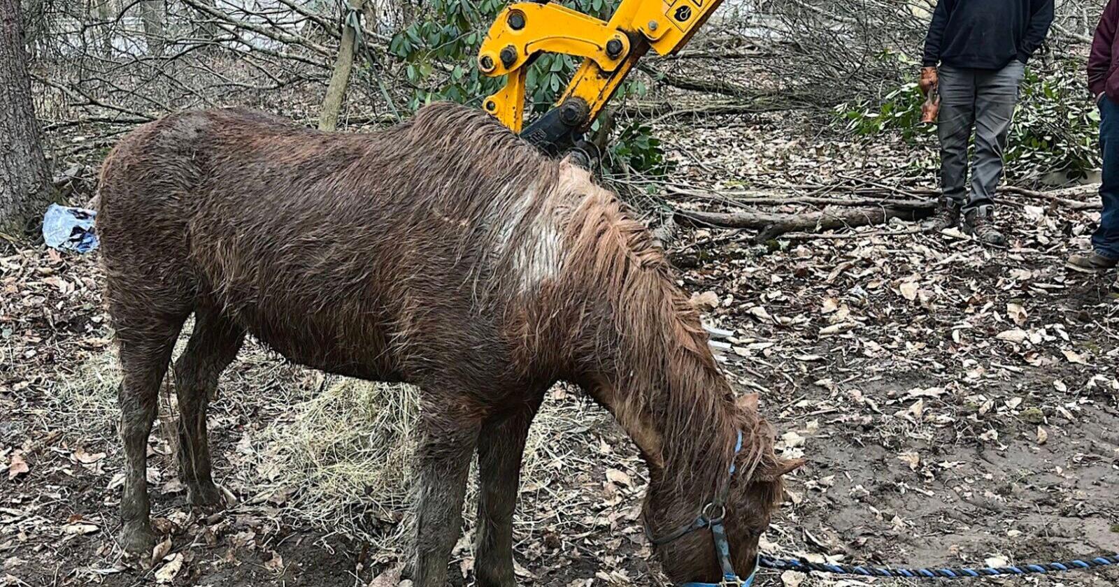 Wayne Township pony rescue has good outcome - Vimarsana News