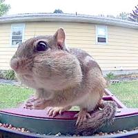 Stripe, the birdseed bandit
