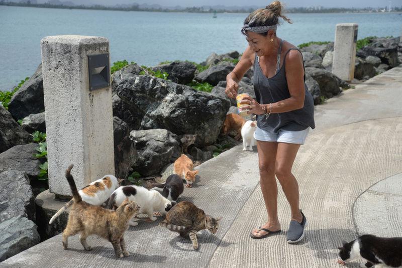 Pair Takes Care Of Stray Cats In Puerto Rico Local News