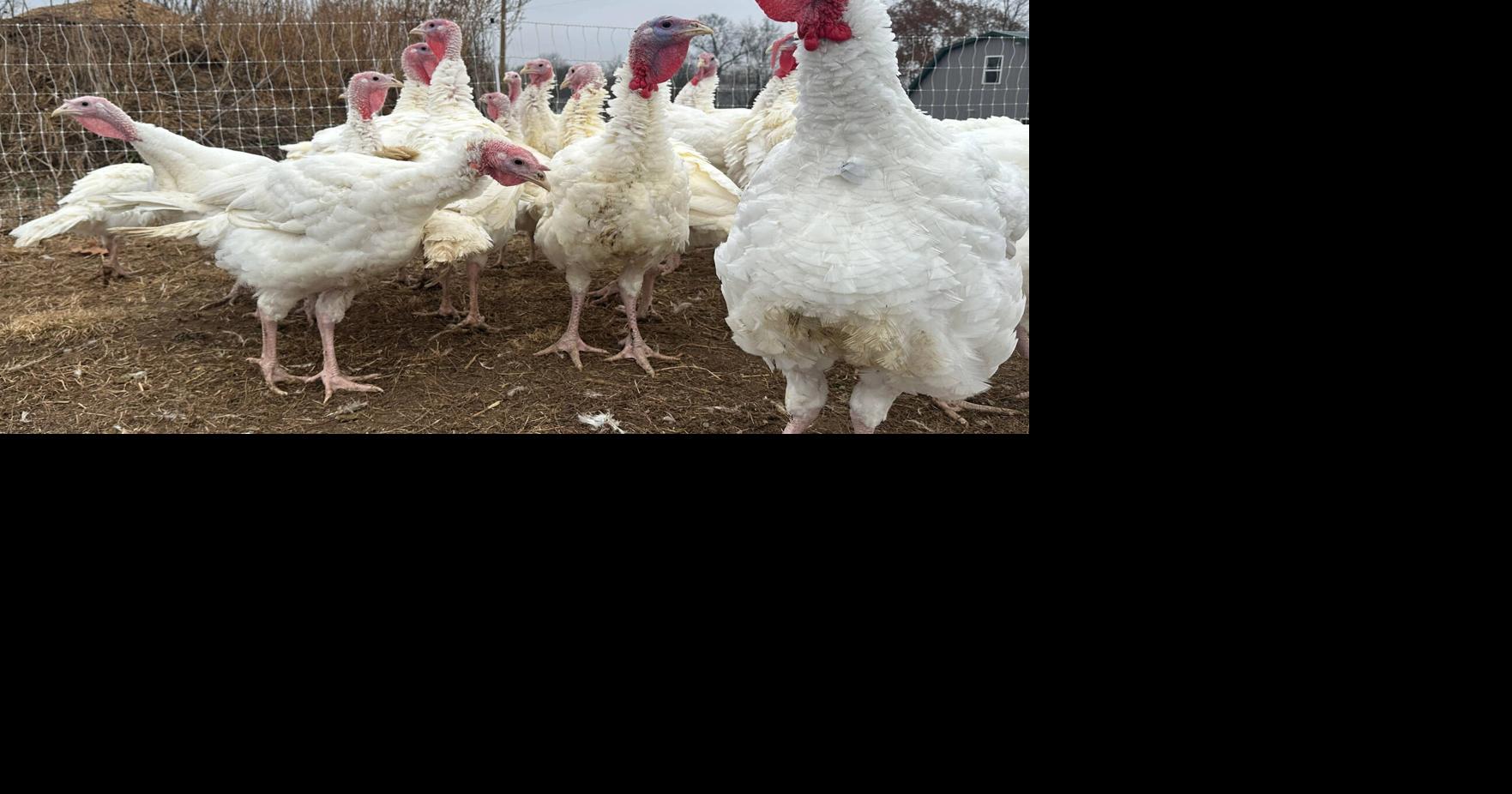 Students reveal turkey-cooking secrets