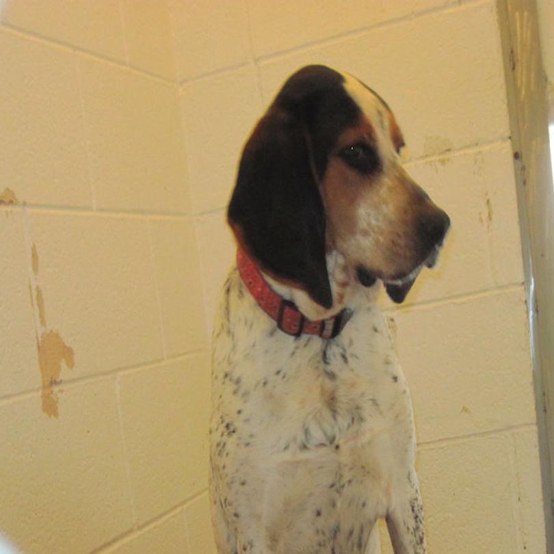 Three Dogs Are Available For Adoption At The Danville Spca News