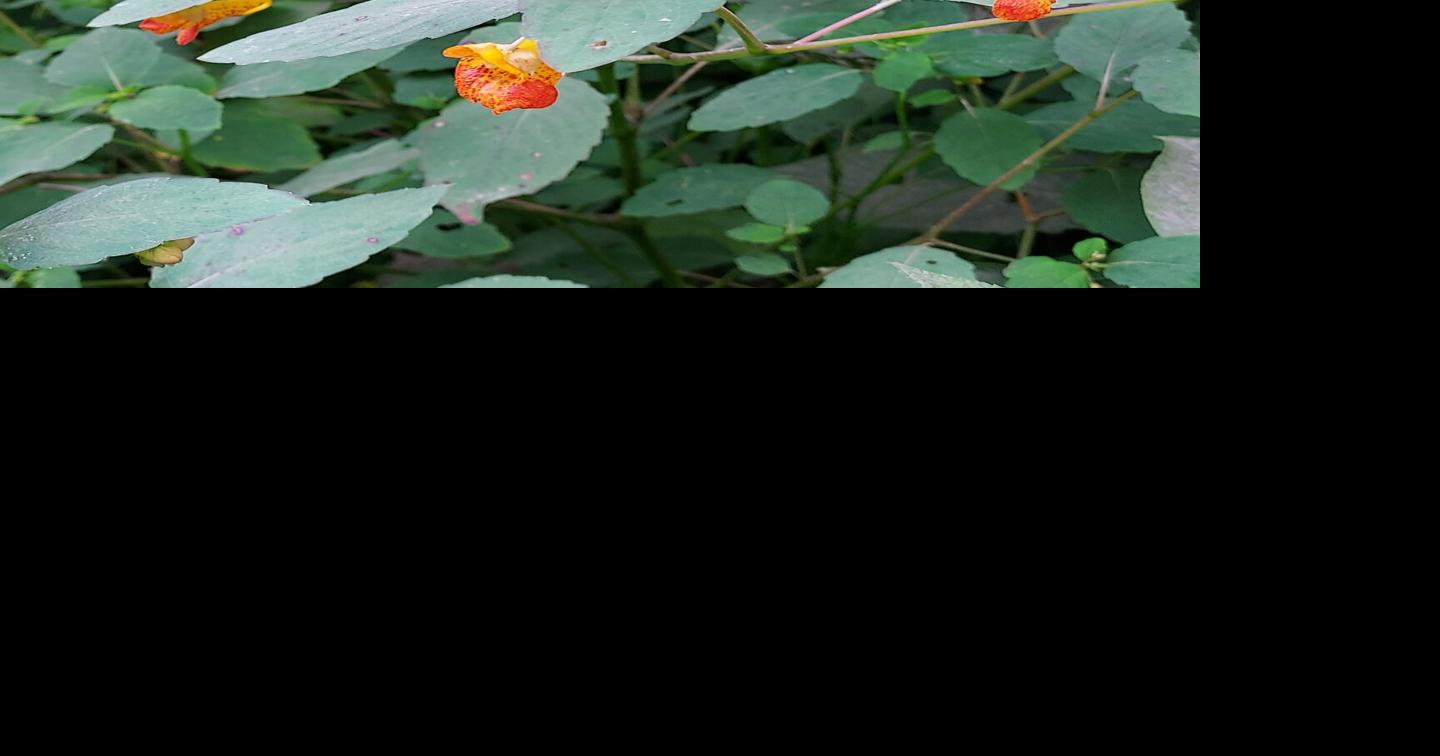 Jewelweed can grow in large patches if encouraged