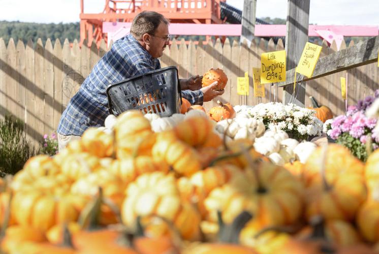 Summer rains, disease affecting Valley pumpkins